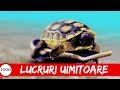 Top 1000 Lucruri UIMITOARE