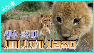 [육아니멀] 생후 5주째, 새끼 사자가 사라졌다?생후 1일 사자 젤리 본 적 있으신 분~?A 5weekold Lion cub's gone Missing??