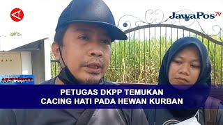 PETUGAS DKPP TEMUKAN CACING HATI PADA HEWAN KURBAN || BERANDA NUSANTARA