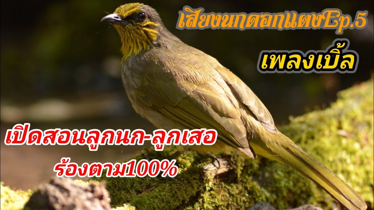 เสียงนกดอกแตงEp.5 Birds sounds เพลงเบิ้ล เปิดให้ลูกนก-ลูกเสอร้องตาม ใช้ต่อนกป่า เปิดให้นกคึก