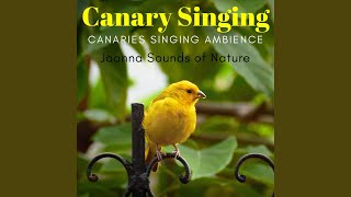 Soft Canary Singing and Dog Sounds screenshot 5