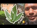 Who Ate My Cannabis Plants? Outdoor Grow