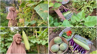 Download Lagu PANEN SEBANYAK INI SETIAP HARI ‼️ PANEN BUAH \u0026 SAYUR HASIL KEBUN BELAKANG RUMAH ‼️ MP3 Download Lagu PANEN SEBANYAK INI SETIAP HARI ‼️ PANEN BUAH \u0026 SAYUR HASIL KEBUN BELAKANG RUMAH ‼️ MP3