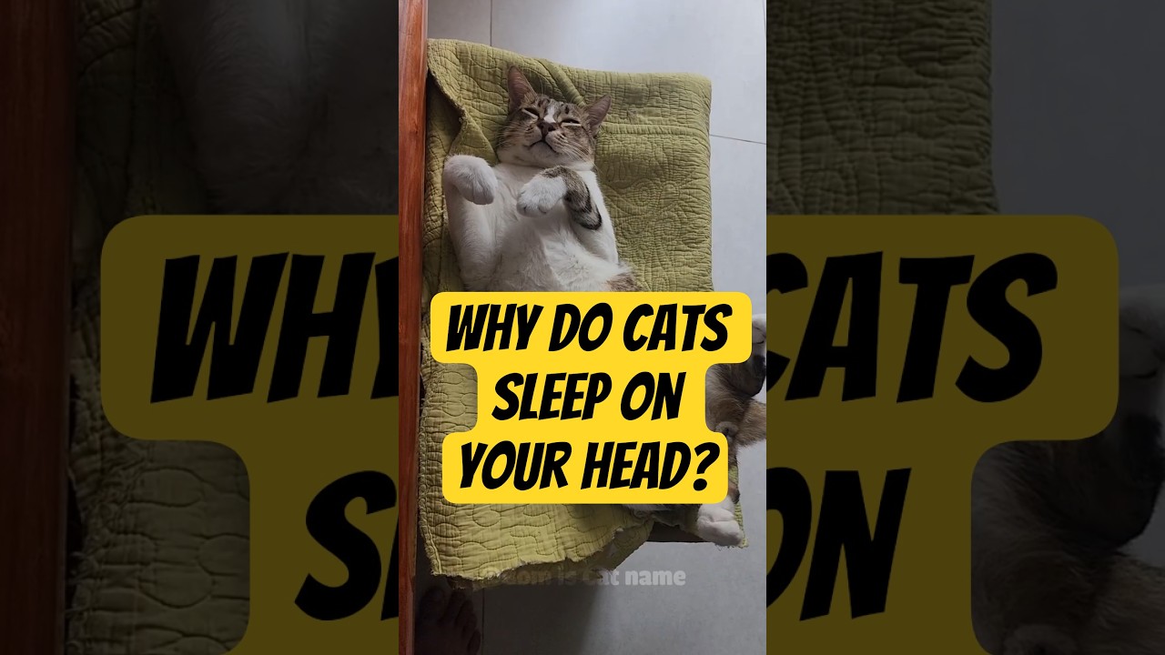 Why Do Cats Sleep On Your Head? 🐱 