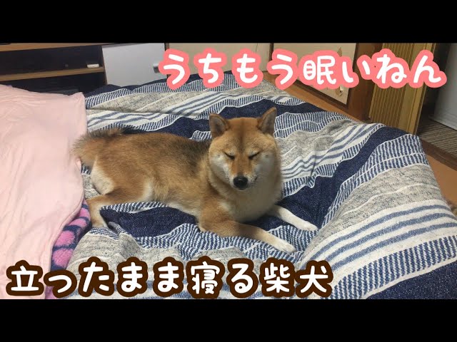 立ったまま寝る柴犬 Youtube 立ったまま寝る柴犬 Youtube