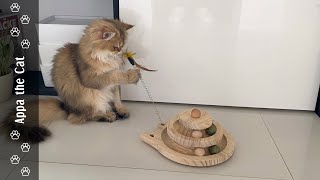 How Much Exercise Do Cats Need? - Appa Explains #goldenbritishlonghaircat