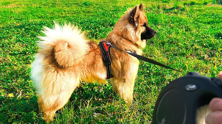 PASSEGGIATA CON IL NOSTRO CANE - CHEDDAR