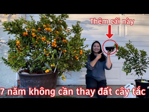 Video: Có thể trồng cây hoàng dương trong chậu: Mẹo trồng cây hoàng dương trong thùng chứa
