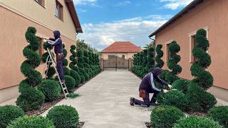Preparing a Beautiful Garden for Winter | Spiral Topiary, Green Balls & Garden Transformation