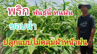 พริก พันธุ์นี้ชอบน้ำทนฝน ปลูกแบบไม่คลุมผ้า