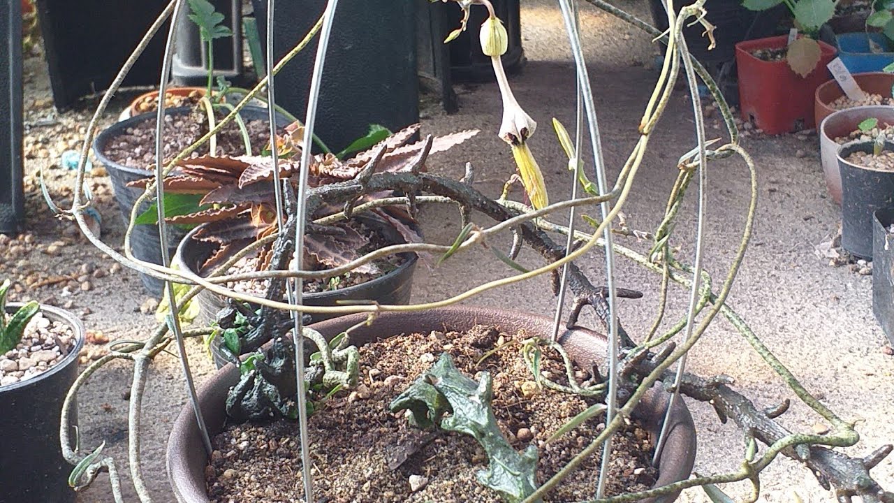 ต้นมังกรดำ ไม้อวบน้ำรูปร่างแปลกตา น่าเลี้ยง | สิ่งที่ทำ