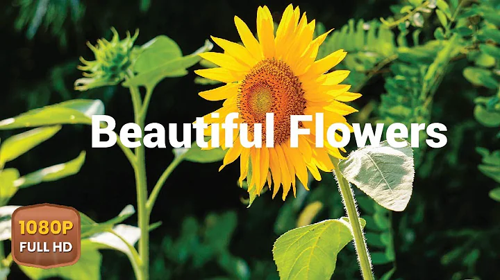 Beautiful Flowers ~ Planet Earth Amazing Nature Scenery & The Best Relax Music • 3 HOURS