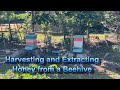 Harvesting and Extracting Honey from a Beehive