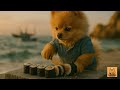 Tabby Pomeranian Cooks Sushi Rice Bowl in Busan