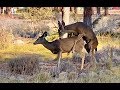 Deer Playfully Mating