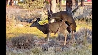 Deer Playfully Mating