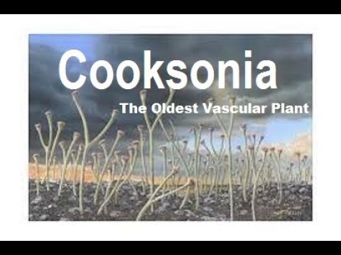 Cooksonia (Rhyniophyta) The Earliest Vascular Plant