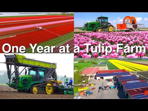 One Year At A Tulip Farm | Planting To Harvest | Dogterom Flowerbulbs | Colors Of The Netherlands