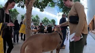 Cash 2.0 Great Dane 36