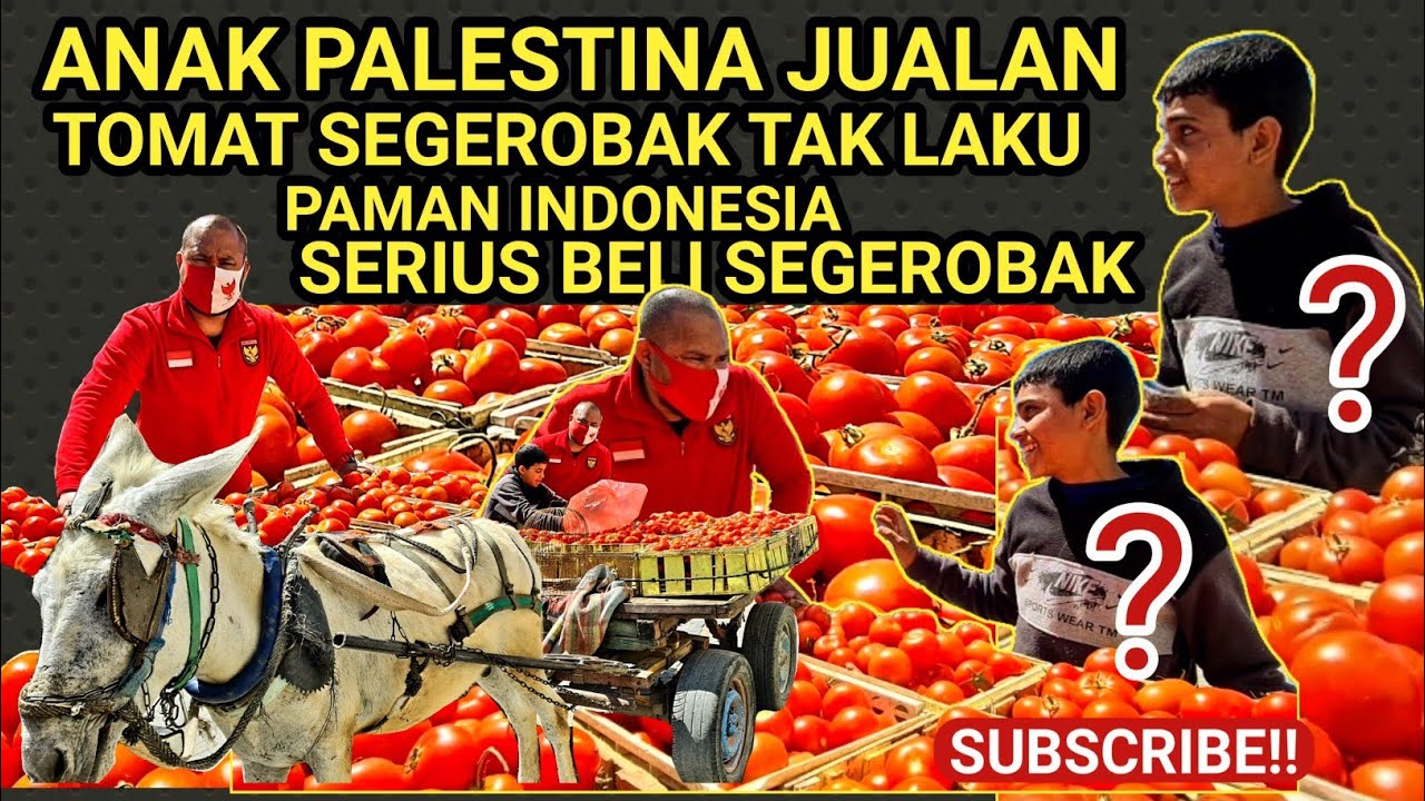🔴JUALAN TOMAT TAK LAKU▪️PAMAN SERIUS MAU BELI TOMAT SEGEROBAK❓