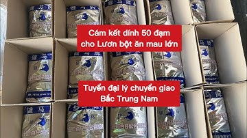 Cám 50 đạm kết dính cho Lươn bột ăn mau lớn | Eel farm | 0332 577 090 - 08 39 79 26 79