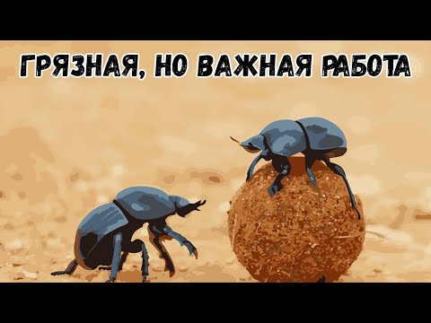 Жук-навозник