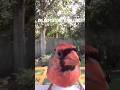 #birds #nature #wildlife #birdfeeder #birdfeeding #cardinalbird #birdlovers #birdingparadise