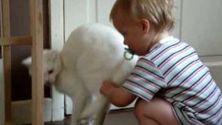Cat Attacks Baby