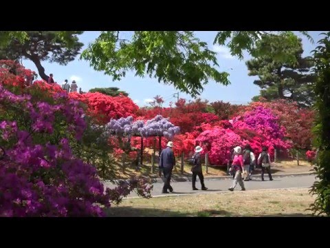 2016 4 館林つつじが岡公園 4K