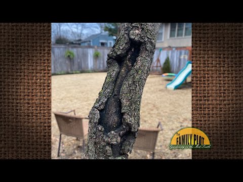 Video: Dogwood Crown Canker Treatment - What To Do With Crown Canker On Dogwood Trees