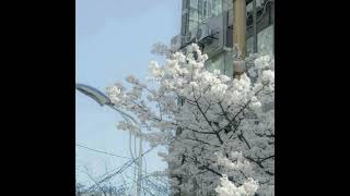 Free Kittyflower Swing Digicore Type Beat Prod. Cr1Sis