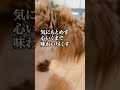 猫とロボット掃除機の力関係 #shorts