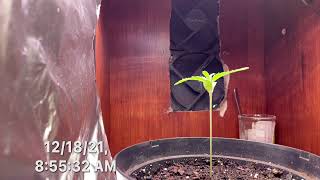 Cookie Dawg Plant Timelapse