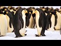 Bbc earth 50 top natural history moments  4031