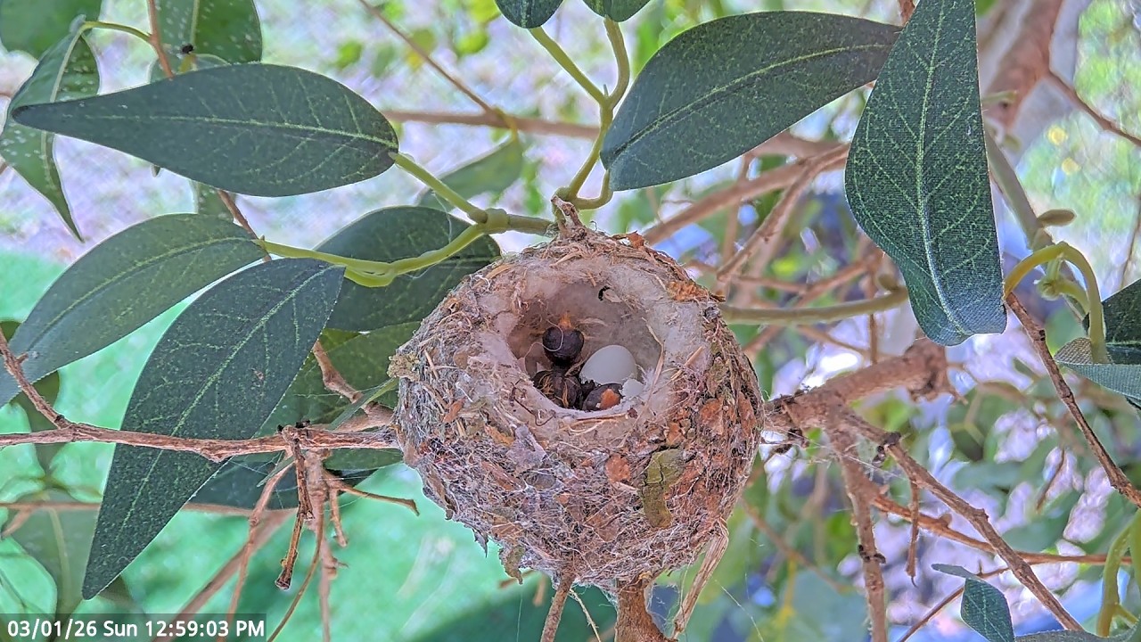 Our First Glimpse of Newly Hatched Chick #2 💛 #hummingbirds #nest #babybirds #babyhummingbirds