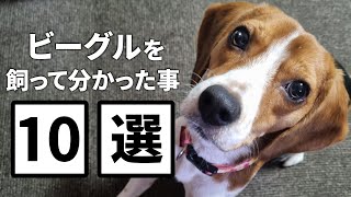 ビーグルってどんな犬？これを見たら必ずビーグルが飼いたくなる動画