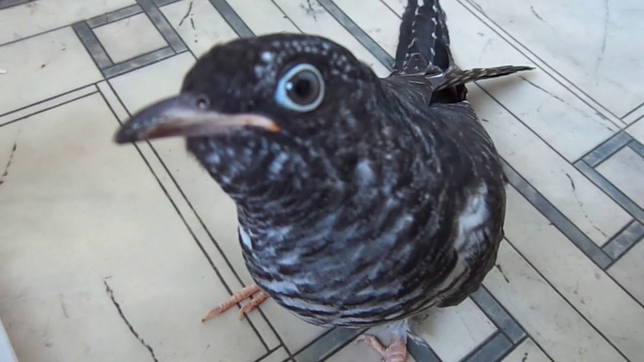 Кукушонок: чревоугодие и омовение. О кукушках в неволе. О птицах+кошках ...