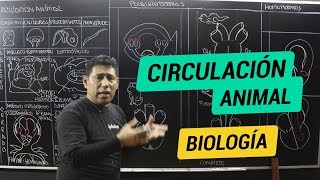 Biología - Circulación animal
