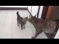 子猫と９匹の猫が初めて会った日 Kitten met 9 cats for the first time