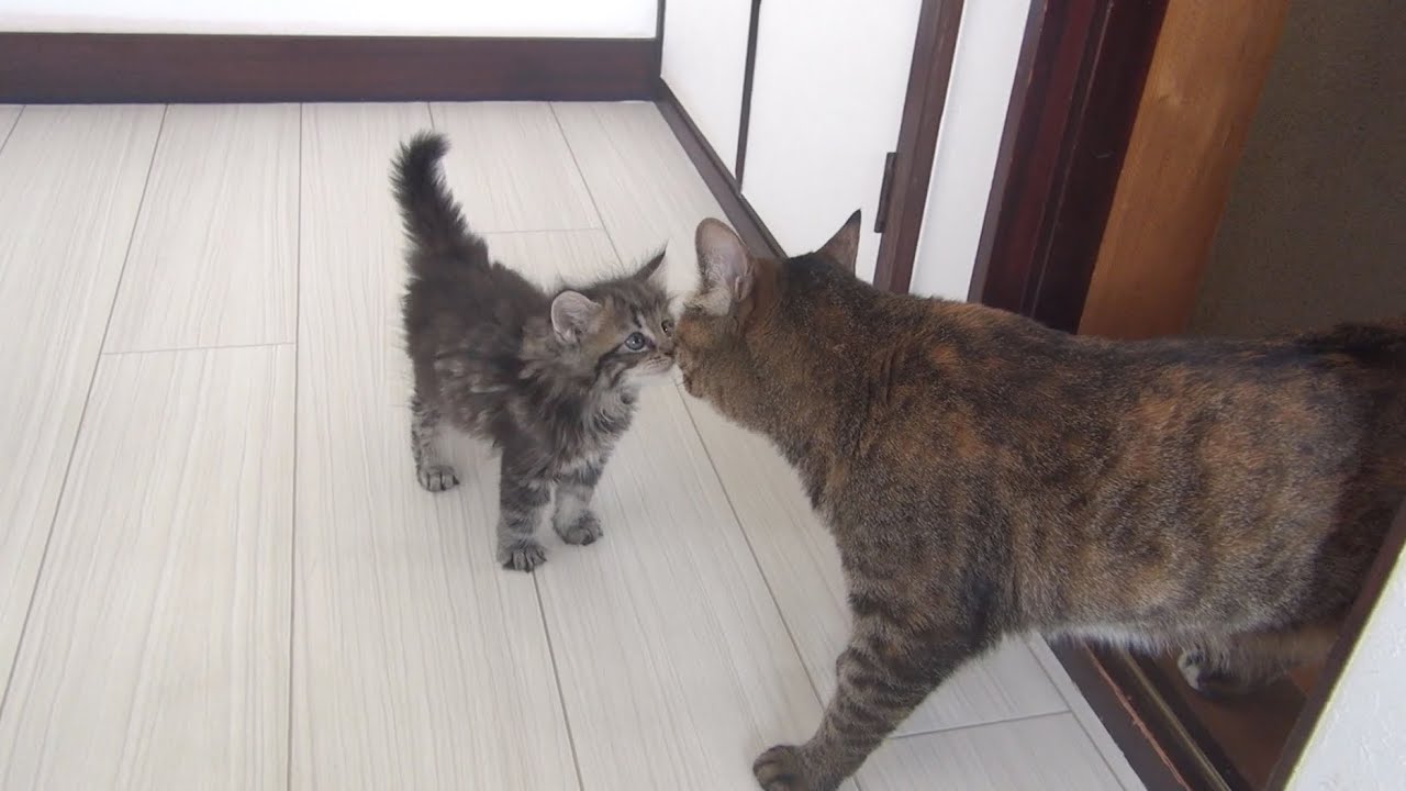 猫藓 子猫と9匹の猫が初めて会った日 Kitten met 9 cats for the first time