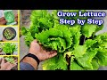 How to grow lettuce ice berg step by step