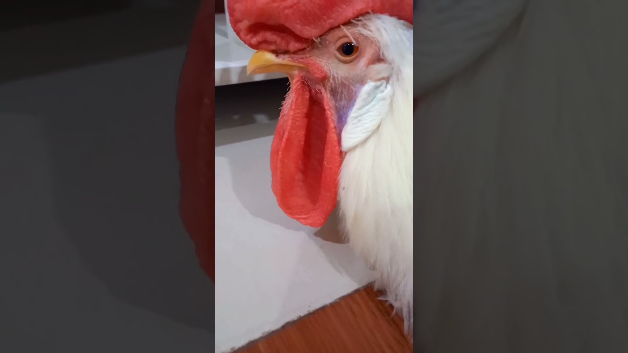 Rooster with big Wattle 