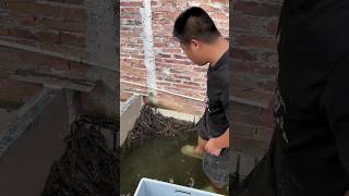 Baby Crocodile Found In The House