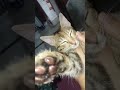 #cat #catshorts #kitten #cute #ジブリ #catlovers #pets #animals