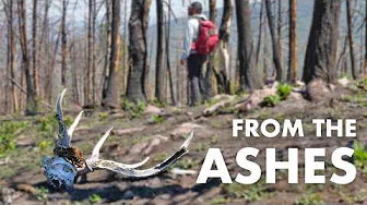 A Year After the Flames: Exploring the Burn Zone