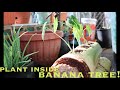 How to grow food inside banana tree  organic hawaii  gardening asmr