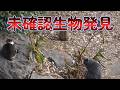 【緊急動画】 猫ちゃんを撮影したら未確認生物が、、、 #猫 #緊急 #未確認生物