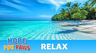 Relaxing beaches around the world for you and your pets. Meditation, relaxation, grounding.