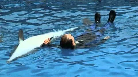 Denise Chamberlain - Sea World