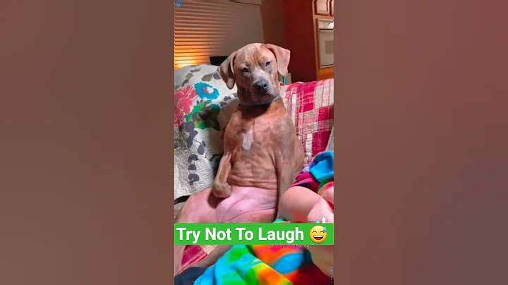 Watch the video about Try Not To Laugh 🤣 Funny Dogs Moments #funnyvideo #Funnydogs #dogs #dogshorts #laugh #reaction